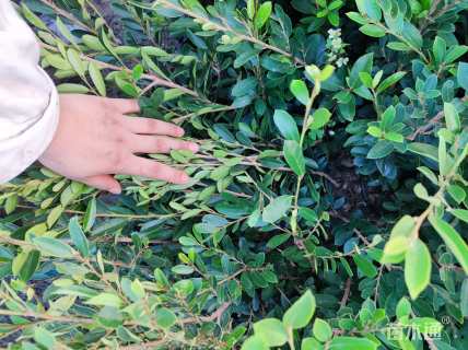 高度40厘米小叶蚊母