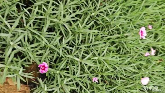 高度20厘米彩虹石竹