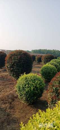 高度150厘米红叶李球