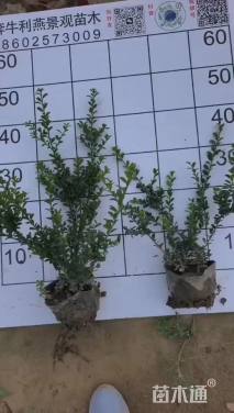 高度30厘米龟甲冬青