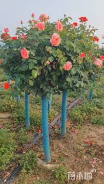 高度150厘米月季