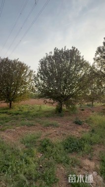 18公分绚丽海棠