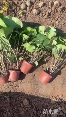 高度15厘米大吴风草