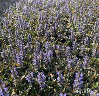 高度10厘米多花筋骨草