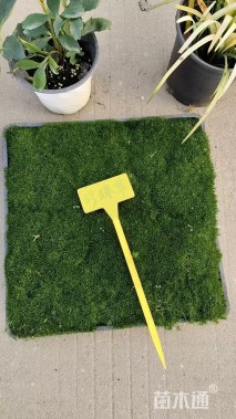 高度5厘米绿珊瑚