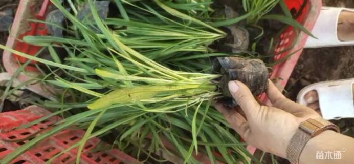 高度25厘米蛇鞭菊