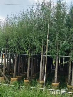 8公分柳树