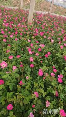 高度40厘米月季