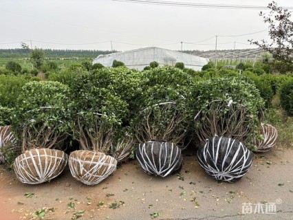 冠幅180厘米大叶黄杨球