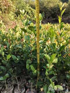 高度20厘米油茶