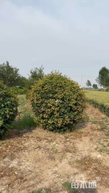 高度200厘米五角枫球