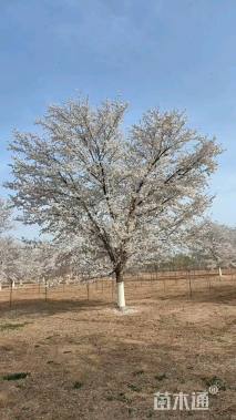 24公分染井吉野樱