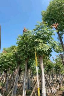 12公分黄山栾树