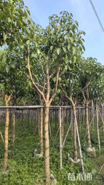 8公分紫花风铃木