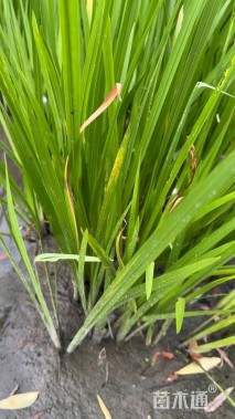 高度50厘米水菖蒲