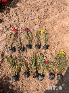 高度20厘米半枝莲