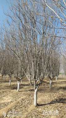 14公分西府海棠