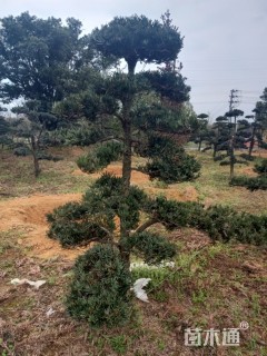 造型罗汉松