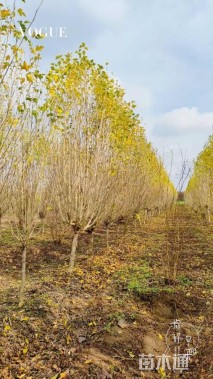 高度300厘米木槿
