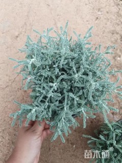 高度20厘米银香菊