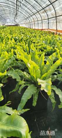 高度30厘米鸟巢蕨