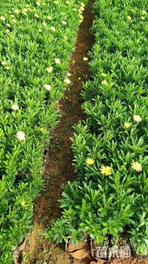 高度30厘米木春菊