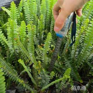 高度20厘米肾蕨