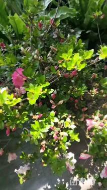 容器苗安酷杜鹃