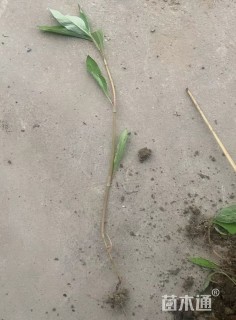 高度50厘米水蓼