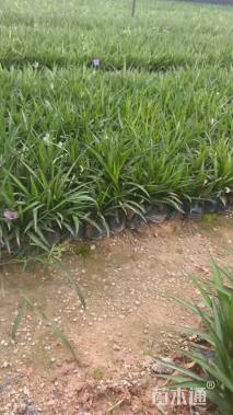 高度20厘米翠芦莉