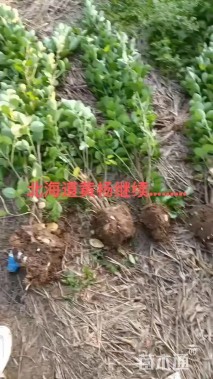 高度120厘米北海道黄杨