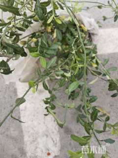40厘米小叶扶芳藤