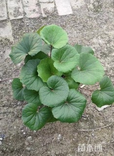 高度25厘米大吴风草