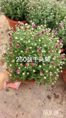 高度35厘米千头菊