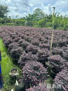 高度60厘米红花继木