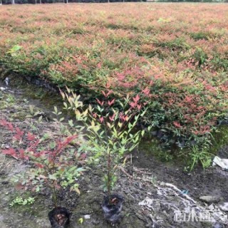 高度30厘米南天竹