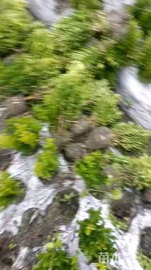 高度25厘米瓜子黄杨