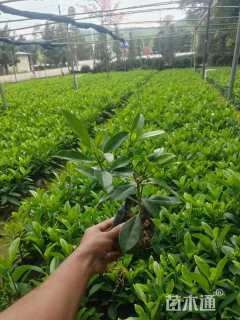 高度20厘米非洲茉莉