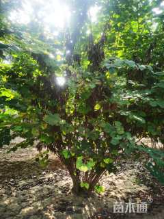 高度300厘米紫荆