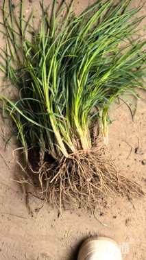 高度15厘米中叶麦冬