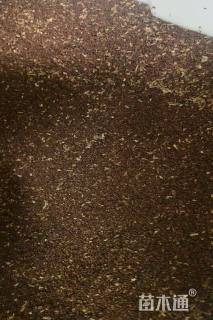 美丽月见草种子美丽月见草种子