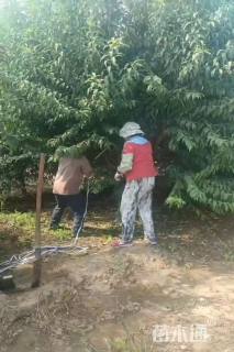 15公分菊花碧桃