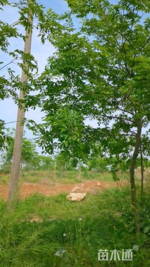 13公分(3杆)丛生朴树