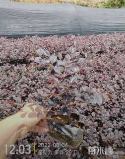 高度35厘米红花继木小苗