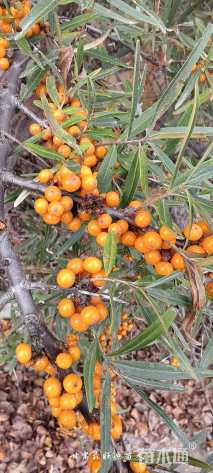 高度80厘米沙棘小苗