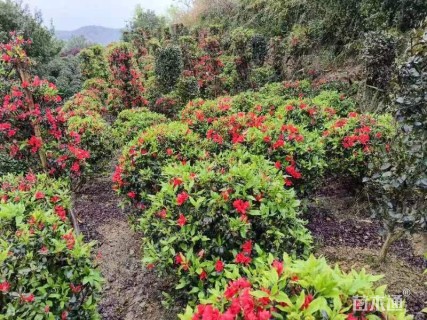 高度70厘米春鹃