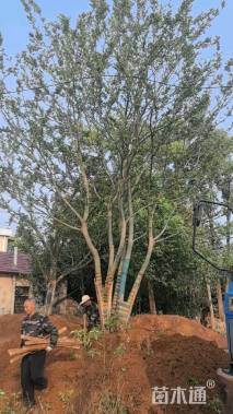 80公分丛生朴树