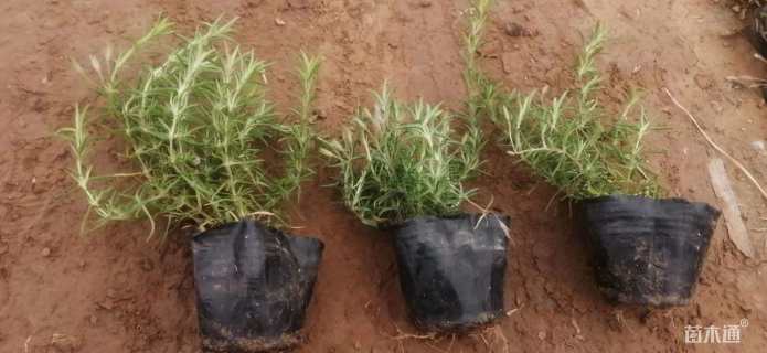 高度30厘米福禄考