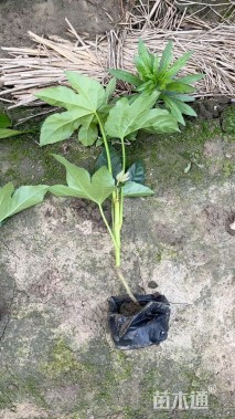 高度40厘米八角金盘小苗