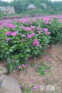 高度100厘米三角梅